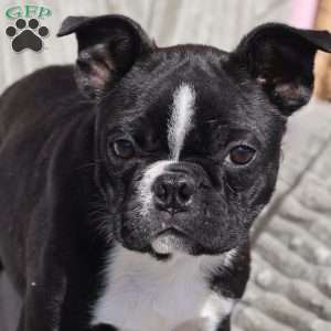 Buddy (Mini), Boston Terrier Puppy